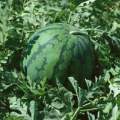 陕西大荔黄河滩二利家西瓜保熟保甜（京欣等品