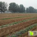 2017粱园万亩西瓜即将上市，有意向的老板咨询