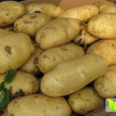 昌邑万亩土豆即将大量上市