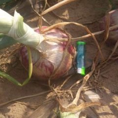 藁城区常安镇里庄村大量供应红皮洋葱