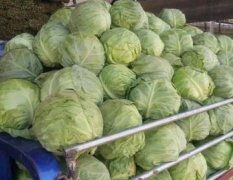 藁城韭菜量大！市场走货量每天几十万斤