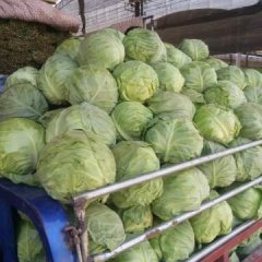 藁城韭菜量大!市场走货量每天几十万斤