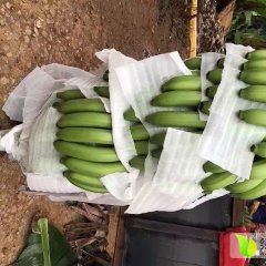 广西地区威廉斯香蕉，量大供应中