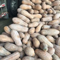 湖北嘉鱼冬瓜，南瓜！