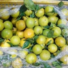 东莞水果批发市场代销特早脐橙