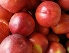 安徽砀山露天油桃大量上市！今年桃子丰产