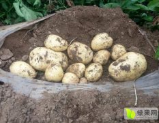 2017南票土豆 辽西最大的马铃薯种植基地