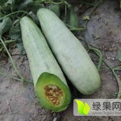 大量供应山东潍坊羊角蜜甜瓜
