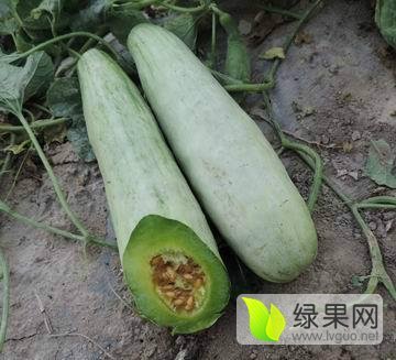 2025年山东寒亭羊角蜜价格