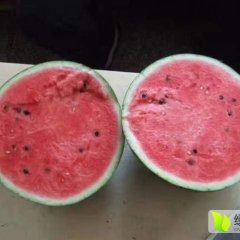 玉田西瓜品质优良,玉滨张金良诚信合作