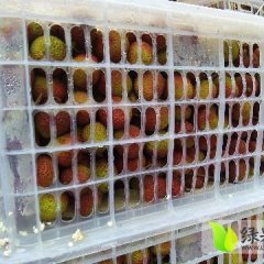 红星市场小杰专业代销荔枝13187007611