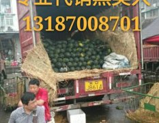 长沙红星市场代销新疆瓜13187007611