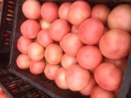 中牟我处西红柿以大量上市粉红系列西红柿