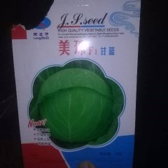 2017安定甘蓝 本地甘蓝即将大面积上市