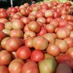 河南中牟硬粉西红柿 又好又亮的西红柿