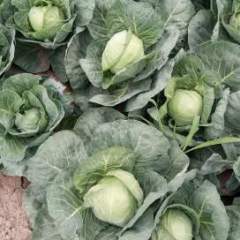 祁县球茎甘蓝大量上市， 交通便利