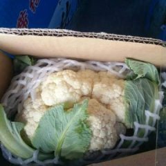 2017祁县大菜花刚刚上市量会慢慢增加