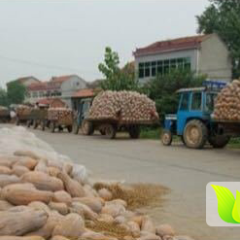 湖北蔬菜基地 南瓜正在上应 货源充足