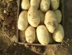 2017平度本地有万亩土豆，日供货量超大