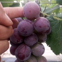 山东东昌府藤稔葡萄品质优良