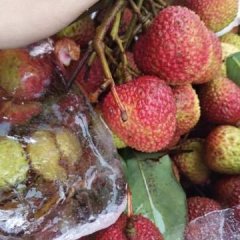 长沙红星市场小杰代销荔枝13187007611