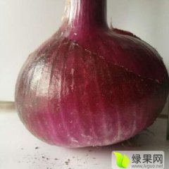冠县大量供应洋葱,品质优秀,卖相好