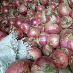 通许县万亩洋葱大量上市，半高庄