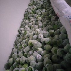 白银市靖远县，甘蓝