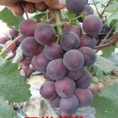 山东省聊城市东昌府区沙镇镇藤稔葡萄