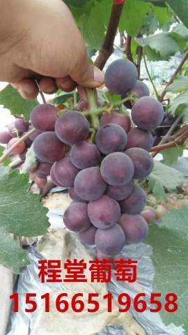 2017年山东东昌府藤稔价格