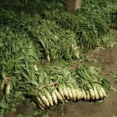 2017定州莴苣 质优价廉，服务热情周到