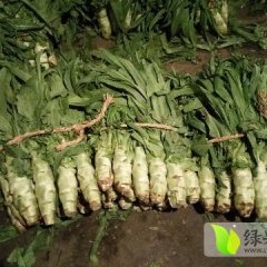 2017定州莴笋 白菜货源充足，专业的打包