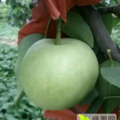 河北绿宝石梨大量上市了