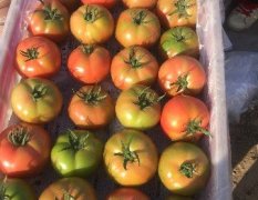 黑山西红柿东北地区品质一流
