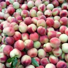 各种油桃毛桃大量上市