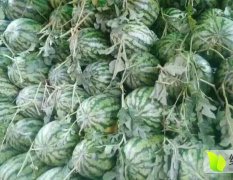 河南夏邑生产早熟西瓜已有30多年历史