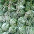 河南夏邑生产早熟西瓜已有30多年历史