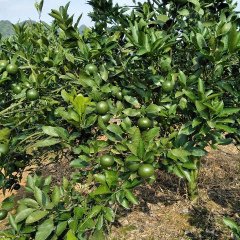 龙州柑橘 特早柑橘“日南1号”今天上市