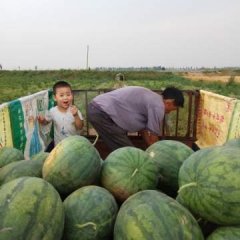 赵县高村乡白沟译村有近百亩西瓜熟了