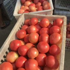 2017中牟西红柿抓住商机无限