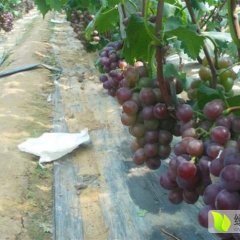 东昌府高薪区种植葡萄主要以藤稔，夏黑为主
