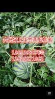颍上县杨湖镇郝刘村西瓜种植基地