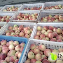 山东蒙阴蒙阴蜜桃 欢迎各位老板前来采购
