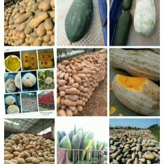 湖北嘉鱼金韩密本南瓜绿色无公害