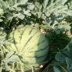 广宗大地西瓜上市，品种京欣，龙卷风