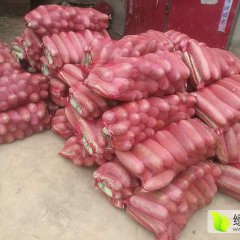 白棒子冬瓜现已上市.收购.挑瓜.草垫