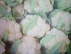 东昌府市场周边种植菜花，春秋、两茬