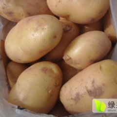 河南开封荷兰土豆大量上市
