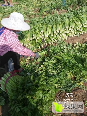 2017年山东商河法国皇后价格