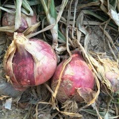 沛县张庄郭洪义6月红皮洋葱